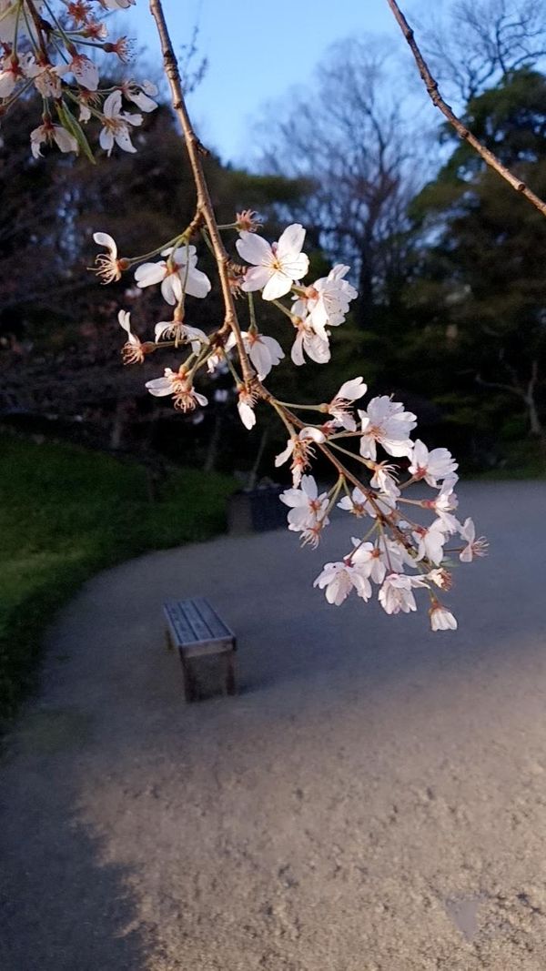 (五十三) 迷路的「亮點」