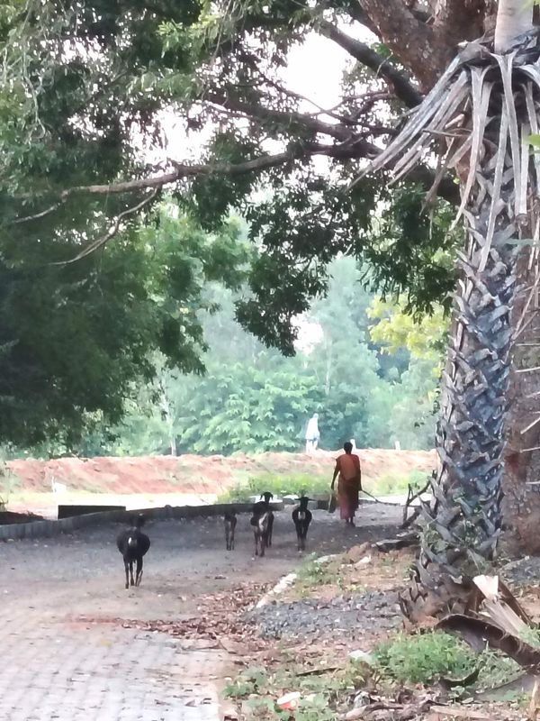 (三三－）冰窗花飘落印度「黎明之城」